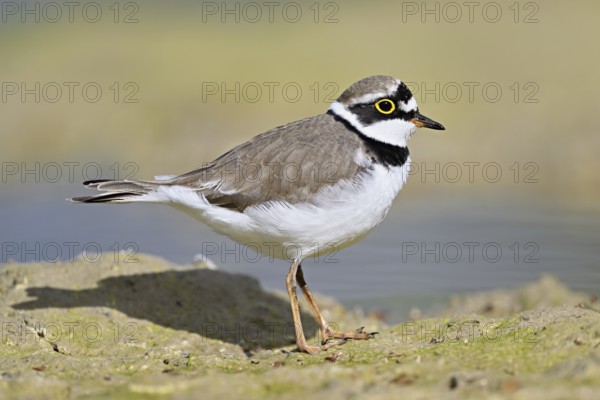 Little Ringed Plover (Charadrius dubius), standing in silt, Aue nature reserve, Reussegg, Sins, Canton Aargau, Switzerland, Europe