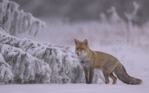 Red fox (Vulpes vulpes), seeking shelter under branches on a spruce covered in ice and snow on a hazy, foggy winter's day. Biosphere reserve, Swabian Alb, Baden-Württemberg, Germany, Europe