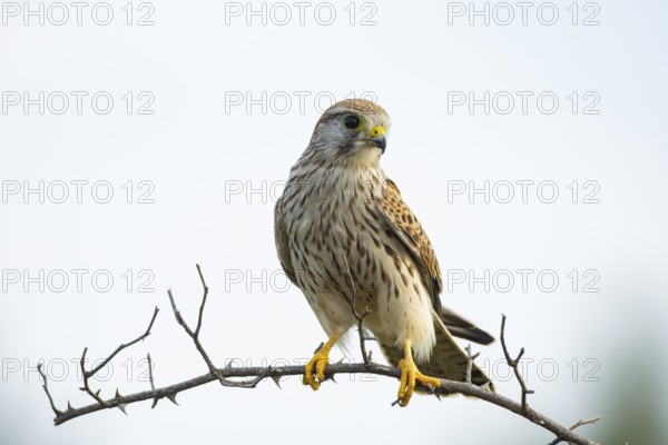 Kestrel (Falco tinnunculus) juven. Germany