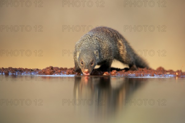Zebra mongoose (Mungos mungo), adult, at the water, drinking, Kruger National Park, Kruger National Park, Kruger National Park South Africa