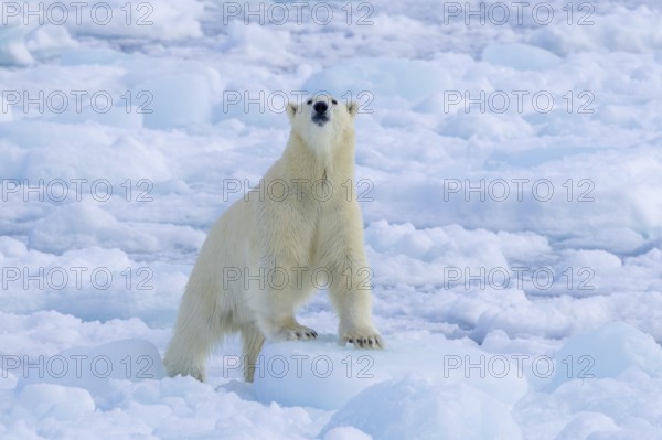 Lone polar bear (Ursus maritimus) hunting on pack ice, picking up scent of prey in the Arctic Ocean along the Svalbard coast, Spitsbergen, Norway, Europe