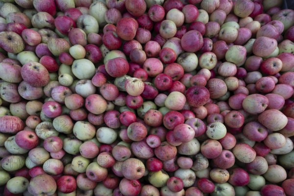 Different apple varieties (Malus) at a cidery, Mecklenburg-Western Pomerania, Germany, Europe