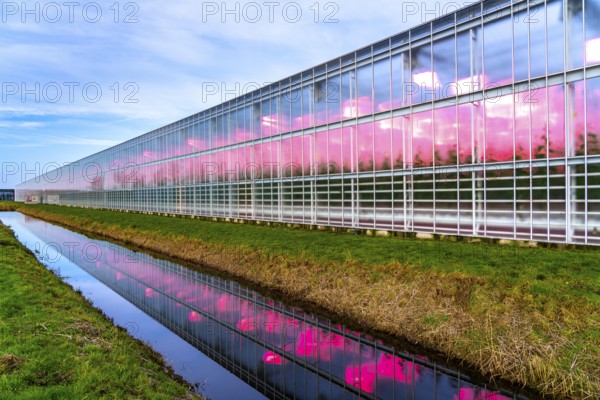 Large greenhouses for cucumbers and strawberries, over 10 hectares, the plants are artificially illuminated in pink, which promotes growth in winter, in Maasbree, west of Venlo, Netherlands