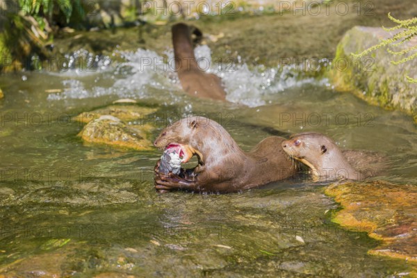 A pack of adult giant otter or giant river otter (Pteronura brasiliensis) playing or eat in a small creek with a little cascade