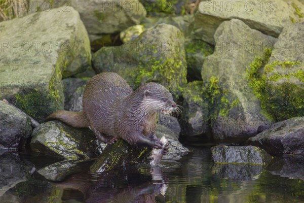An oriental small-clawed otter or Asian small-clawed otter (Aonyx cinerea) stands on a rocky shore and eats a fish