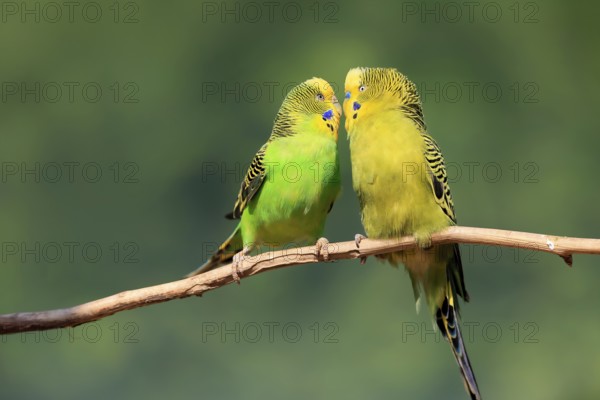 Budgerigar (Melopsittacus undulatus), adult, pair, male, female, two, in perch, courtship, social behaviour, Australia, Oceania