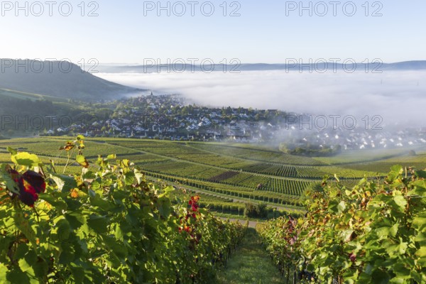 A village at the foot of a hill, surrounded by vineyards and covered in morning mist, Korb-Steinreinach, Rems Valley, Baden-Württemberg, Germany, Europe