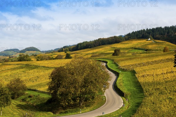 Hilly landscape with vineyards and winding road in autumn, Ballrechten-Dottingen, Breisgau, Markgräflerland, Black Forest, Baden-Württemberg, Germany, Europe