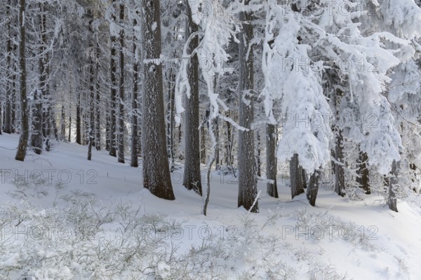 Even the tree trunks are all decorated with hoarfrost, snowy winter landscape on the Auersberg, Eibenstock, Erzgebirge, Saxony, Germany, Europe