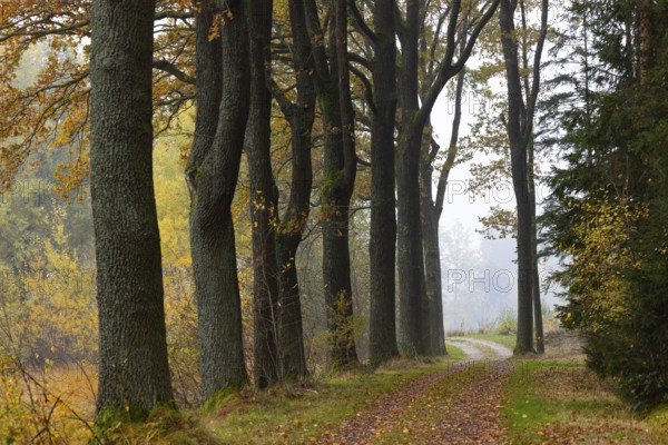 Oak avenue with morning mist in autumn, Gmünd, Waldviertel, Lower Austria, Austria, Europe