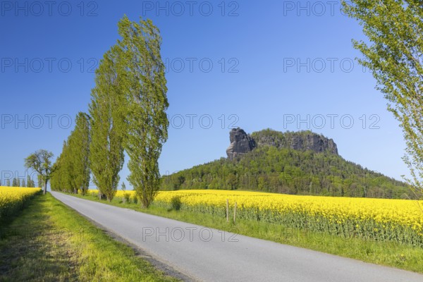 Table mountain Lilienstein surrounded by flowering rape fields (Brassica napus) and poplar avenue in Ebenheit, Saxon Switzerland, Saxony, Germany, Europe