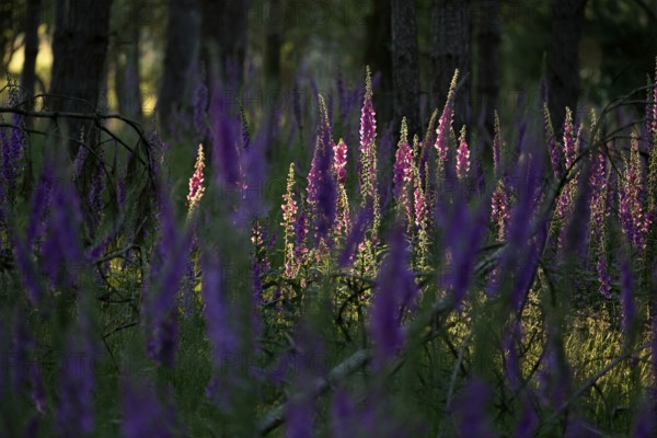Sunlit Common foxglove (Digitalis purpurea) in the forest, Lower Rhine, North Rhine-Westphalia, Germany, Europe