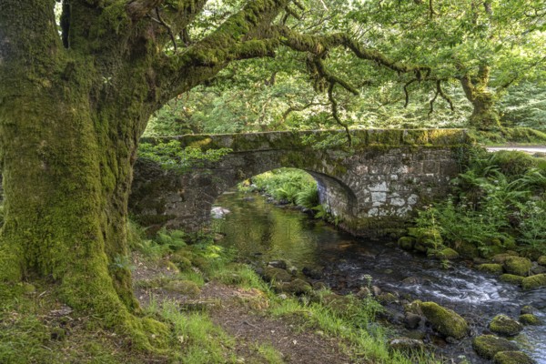 The historic Norsworthy Bridge over the River Meavy, Dartmoor, Devon, England, United Kingdom, Europe