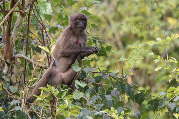 A young gelada (Theropithecus gelada), or bloodheart monkey, collects food in a small tree