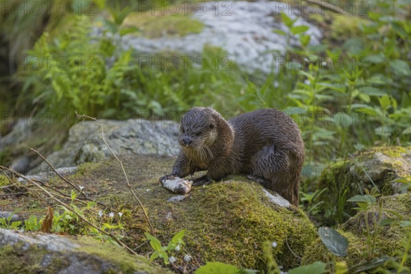 One Eurasian otter (Lutra lutra), sitting on a mossy rock and eating a fresh caught fish