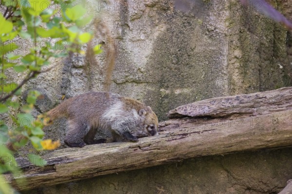 A white-nosed coati (nasua narica) looks for food in the undergrowth of a forest