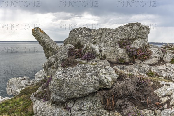 A rocky cliff overlooking the ocean with a few purple flowers growing on it. The flowers add a touch of colour. Camaret sur mer, Crozon, Finistere, Brittany, France, Europe