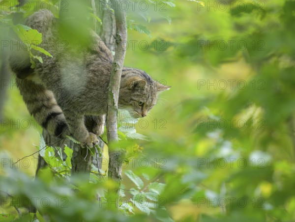 European wildcat or forest cat (Felis silvestris) in the wildcat enclosure at the Thayatal National Park House, Hardegg, Lower Austria, Austria, Europe