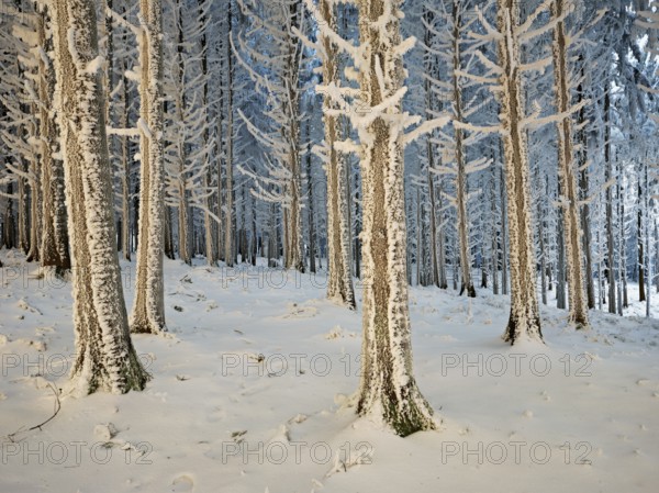 Forest in the snow and hoarfrost, Horben, Beinwil, Freiamt, Canton Aargau, Switzerland, Europe