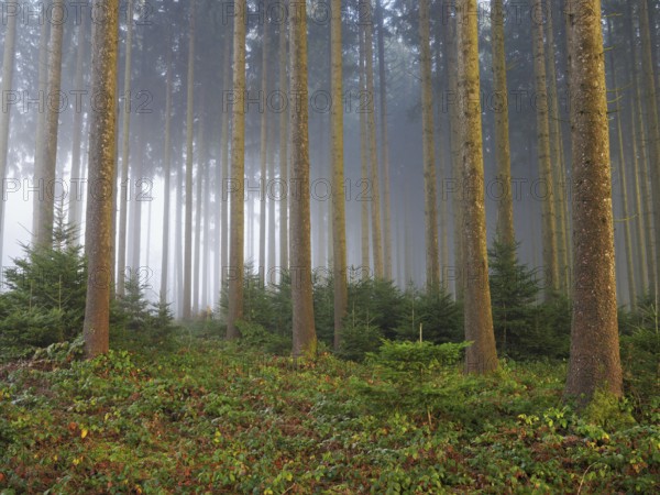Coniferous forest in the fog, Horben, Freiamt, Canton Aargau, Switzerland, Europe