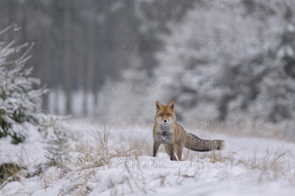 Red fox (Vulpes vulpes), foraging in a forest and snowy landscape, biosphere reserve, Swabian Alb, Baden-Württemberg, Germany, Europe