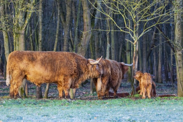 One Highland bull (Bos (primigenius) taurus) checks the cow's readiness for mating
