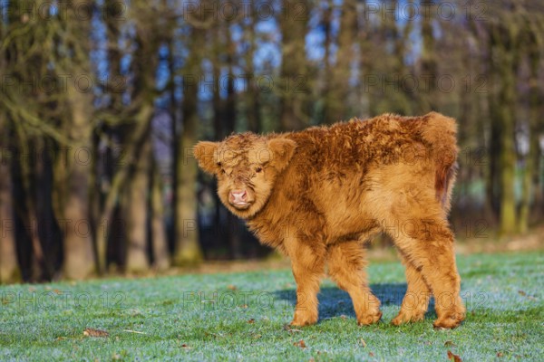One Highland calf (Bos (primigenius) taurus) stands on a meadow. A forest in the background