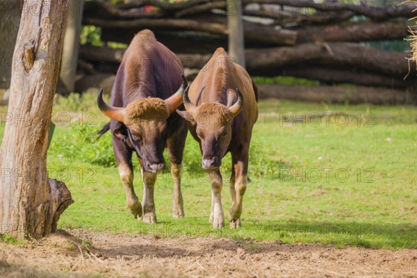 A male and a female Gaur (Bos gaurus gaurus) stand side by side on a green meadow