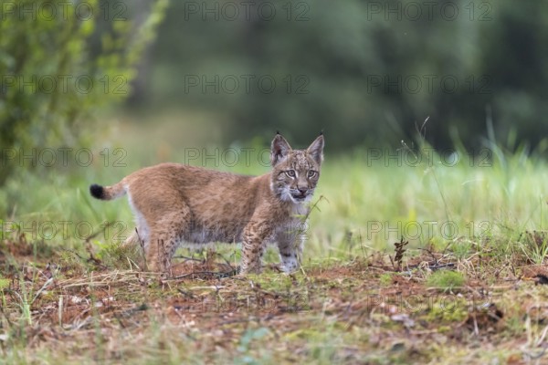 One young Eurasian lynx, (Lynx lynx), standing on a meadow. Green vegetation around him