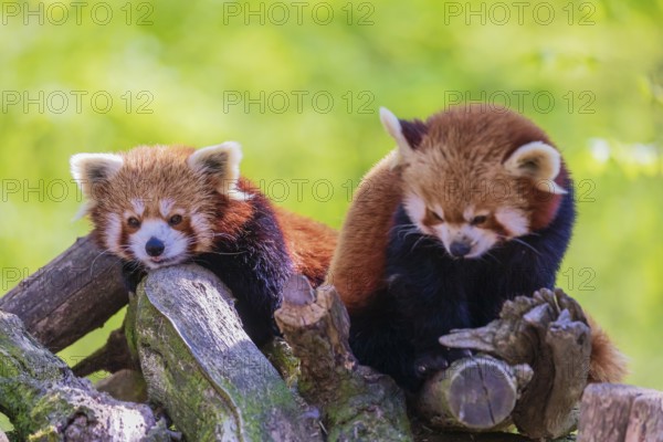 Two red pandas, Ailurus fulgens, resting on a pile of wood. A bright green forest in the background