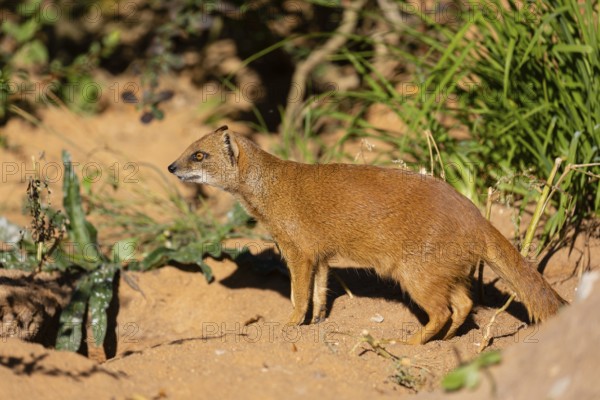 One yellow mongoose, Cynictis penicillata, or red meerkat walking over sandy terrain