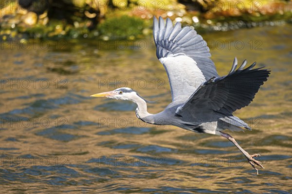 Grey heron (Ardea cinerea) flying at the shore of a lake, wildlife, Bavaria, Germany, Europe