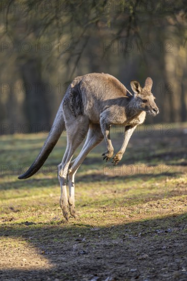 Eastern Gray Kangaroo (Macropus giganteus) jumping on a meadow, captive, occurance Australia, Oceania