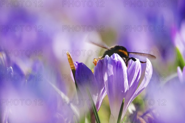 Bumblebee, crocus flower, early March, Germany, Europe