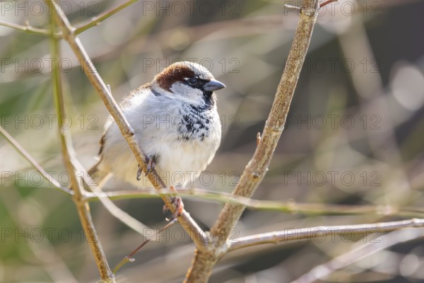 House sparrow (Passer domesticus) sitting on a reed, Bavaria, Germany Europe