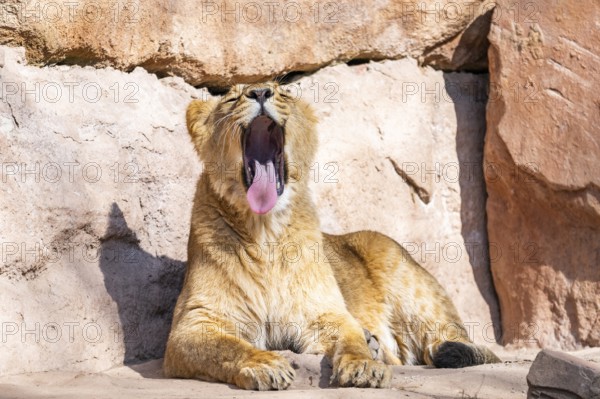 Asiatic lion (Panthera leo persica) on a sunny day in the dessert, captive, habitat in India