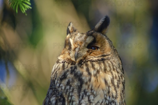 A brown owl with its head turned to the side. The owl is looking into the camera. The picture has a calm and peaceful atmosphere. Lower Rhine, Alsace, France, Europe
