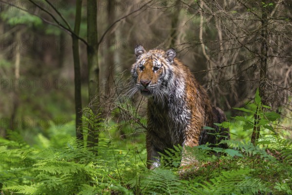 One young female Siberian Tiger, Panthera tigris altaica, sitting in a forest with lush green undergrowth