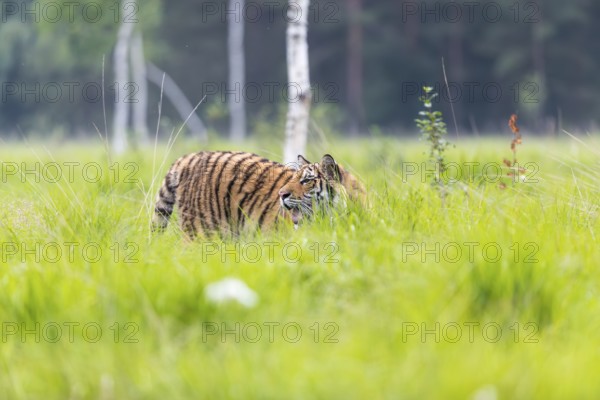 One young female Siberian Tiger, Panthera tigris altaica, standing in tall fresh green grass. Early morning light