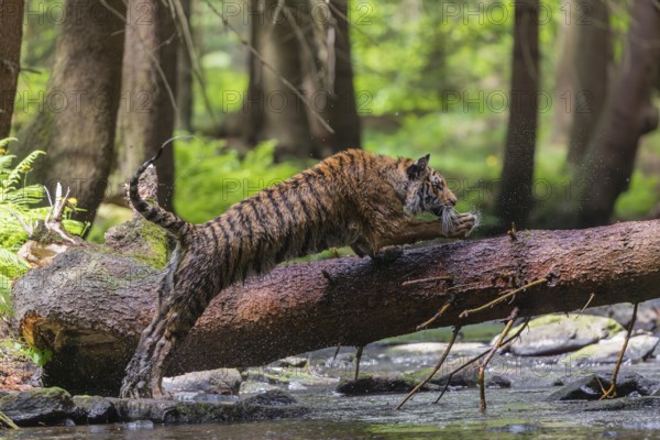 One young female Siberian Tiger, Panthera tigris altaica, crossing a creek deep in a forest over a natural bridge, a fallen tree
