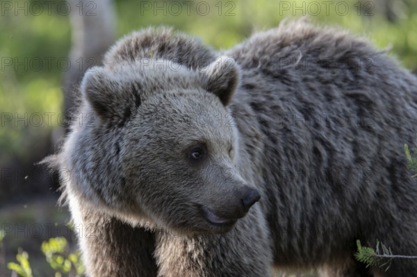 European brown bear, Karelia, Finland, Europe