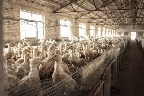 Ducks in rearing station, Jiang Su Salted Duck Farming Co. Ltd, Xiang Shui County, China, Asia