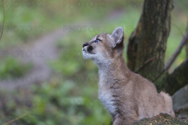 One cougar kitten, Puma concolor, resting in a tree with some green vegetation in the background