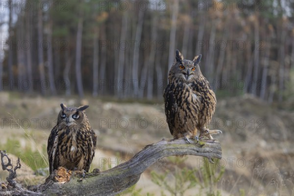 Two Eurasian Eagle Owls, Bubo bubo, sitting side by side on a root of a dead tree. A forest in the background