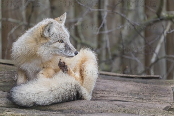 One corsac fox (Vulpes corsac) grooming himself, lying on a log