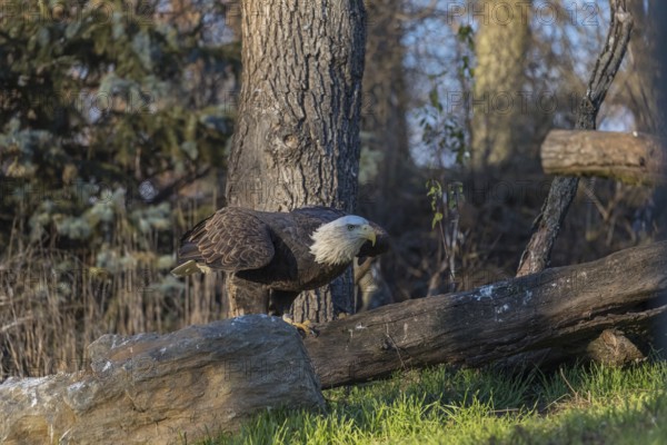 One Bald Eagle, Haliaeetus leucocephalus, standing on a log. A forest in the background