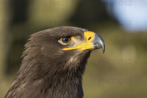 Portrait of Aquila nipalensis, steppe eagle, in late light with green background