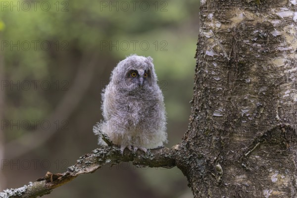 One young long-eared owl (Asio otus), sitting on a branch of a tree. Green vegetation in the background