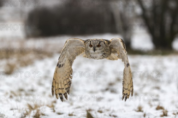 One Siberian Eagle Owl (Bubo bubo sibiricus) flying over a snowy meadow at the edge of a a forest
