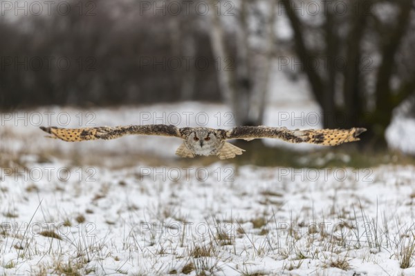 One Siberian Eagle Owl (Bubo bubo sibiricus) flying over a snowy meadow at the edge of a a forest